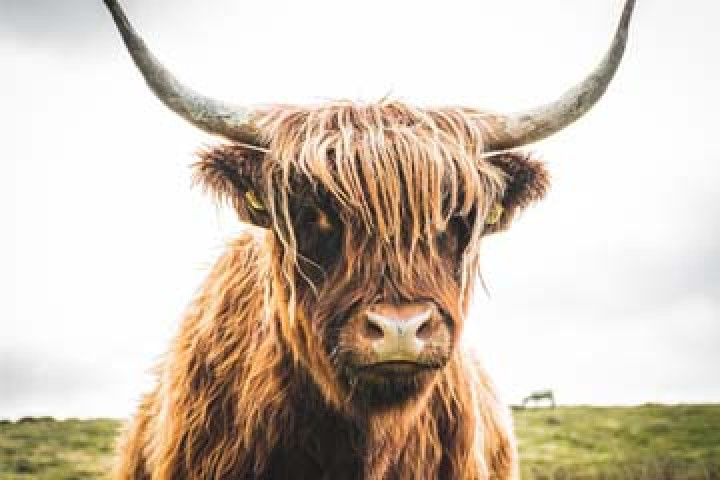 Tierwohl im Denkma(h)l!